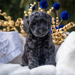 Gingerbread - Black female Cockapoo puppy in Deming, Washington from Heavenly Puppies to Love