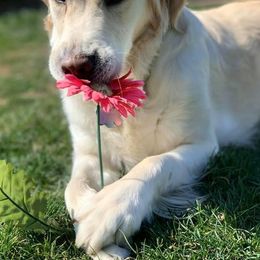 Golden Retrievers from Miller’s Cream Golden Retrievers