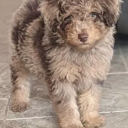 Aussiedoodles from Doodle Dandy