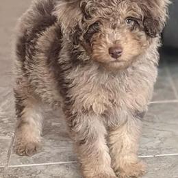 Aussiedoodles from Doodle Dandy
