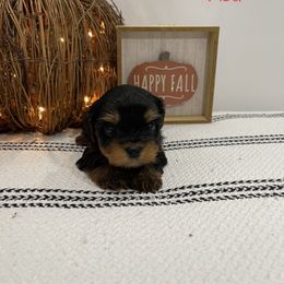 Red - Yorkshire Terrier puppy in Elk Ridge, Utah from Janita's Yorkshire Terriers