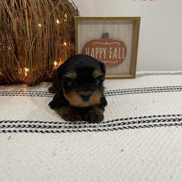 Red - Yorkshire Terrier puppy in Elk Ridge, Utah from Janita's Yorkshire Terriers