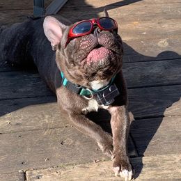 French Bulldog All Grown Up from North Coast Frenchies