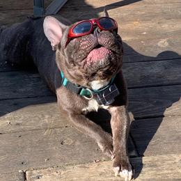 French Bulldog All Grown Up from North Coast Frenchies