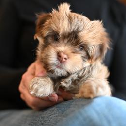 Havanese Puppies from Havana Suites Havanese