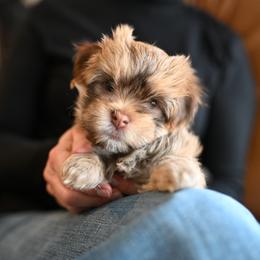 Havanese Puppies from Havana Suites Havanese