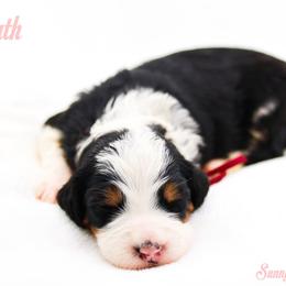 Truth - Black tri-color female Aussiedoodle puppy in Diamond Bar, California from Furrytaildoodles