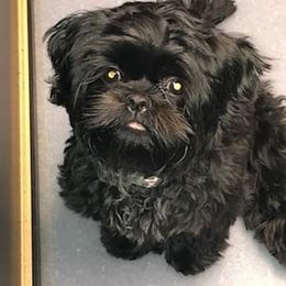 Shih Tzu All Grown Up from Jamie Serigny's Shih Tzus