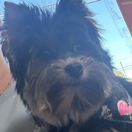 Gypsy - Black tan and white female Biewer Terrier puppy in Athens, Tennessee from Paws & Kisses