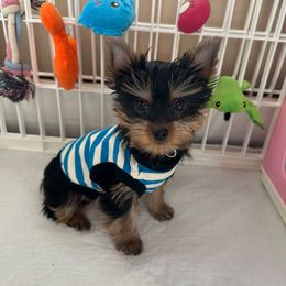 Cal - Black and tan male Yorkshire Terrier puppy in Ashland, Kentucky from Yorkie Paw