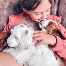 Goldendoodle Puppies from Halo Doodles