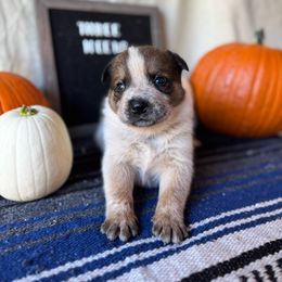 Red boy - Red speckled male Australian Cattle Dog puppy in Cottage Grove, Oregon from Heirloom Ranch