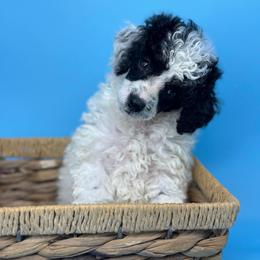 Stuffing - Parti male Poodle puppy in Greeneville, Tennessee from Smokey Mountain Sheepadoodles