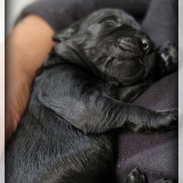 Luna - Black female Giant Schnauzer puppy in Saratoga Springs, Utah from Happy Beard Schnauzers