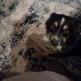 Piper - Miniature Australian Shepherd
