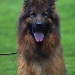 German Shepherd puppies from German Haus German Shepherds LLC