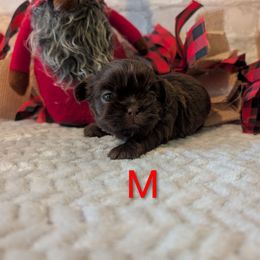 Chocolate male - Chocolate male Shih Tzu puppy in Poultney, Vermont from Morgan's Shih Tzus