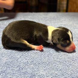 Carl - Black white and tan male Rat Terrier puppy in Gonzales, Texas from Sunshine Deckers