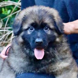 Isaiah - Sable male German Shepherd puppy in Canton, Texas from WILDWOOD GERMAN SHEPHERDS