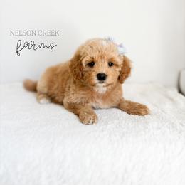Jade - Apricot female Maltipoo puppy in Huntsville, Texas from Nelson Creek Farms