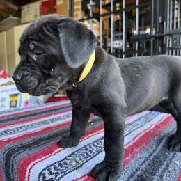 Yellow collar - Moana - Black female Cane Corso puppy in Vallejo, California from Rico's Cane Corso