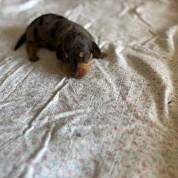 Claire - Dapple female Dachshund puppy in West Cleo, Oklahoma from 4L Doxies
