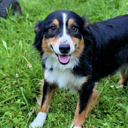 Australian Shepherds and Miniature Schnauzers from Jasmin Bartlett