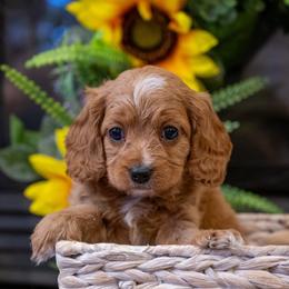 Bella - Red female Cavapoo puppy in Maple Falls, Washington from Daisy’s Cuddly Cavapoo