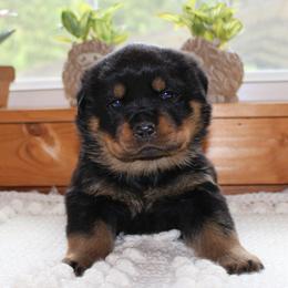 Blue - Black and mahogany male Rottweiler puppy in Goodwater, Alabama from Rom Haus Rottweilers, LLC