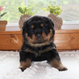 Blue - Black and mahogany male Rottweiler puppy in Goodwater, Alabama from Rom Haus Rottweilers, LLC