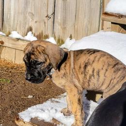 Great Dane Puppies from RCM Great Danes
