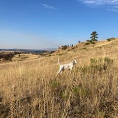 English Setter Puppies from Steens Mountain Setters