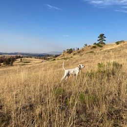 English Setter Puppies from Steens Mountain Setters