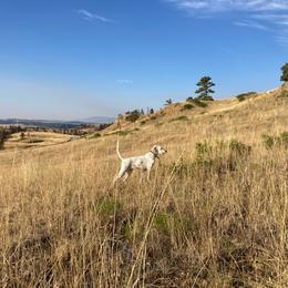 English Setter Puppies from Steens Mountain Setters