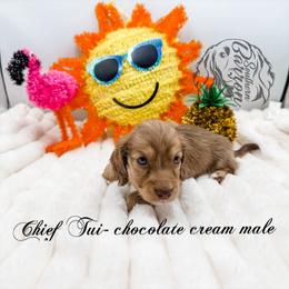 Chief Tui - Chocolate and cream male Dachshund puppy in Prairieville, Louisiana from Southern Barron Danes & Dachshunds