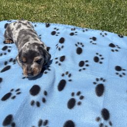 Dachshund Puppies from TLC Dachshund