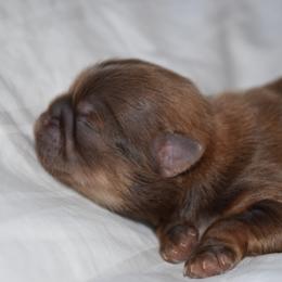 Pebble - Liver male Shih Tzu puppy in Porterville, California from Moore Shih Tzus