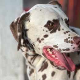 Knox - Dalmatian