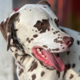 Knox - Dalmatian