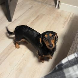 Roscoe - Black and tan male Dachshund puppy in White City, Oregon from Lazaldes Legacy Dachshunds