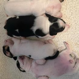 Dachshund Puppies from Empire's Dachshunds