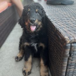 Bernedoodle and Poodle Puppies from Doggy Darlins