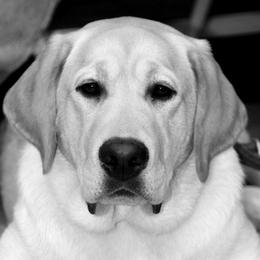 Scout - Labrador Retriever
