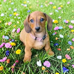 The Storyteller - Red female Dachshund puppy in Mountain Grove, Missouri from Blueprint K9 Dachshunds- www.BlueprintK9.com