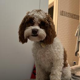 Dottie - Cavapoo