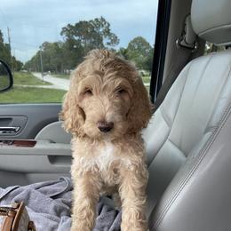 Aussiedoodle and Goldendoodle Puppies from Cuddly Doodles