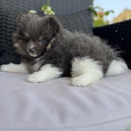 Girl 1 - Blue parti female Pomeranian puppy in California from Savvypomeranians