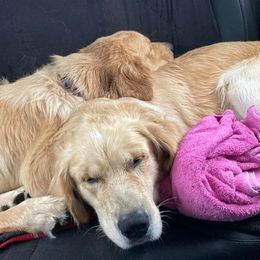 Golden Retrievers from AT Marvelous Kennels