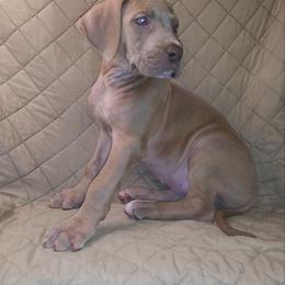 Great Dane Puppies from Monarch Danes