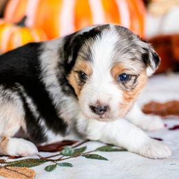 BMF - Blue merle female Miniature American Shepherd puppy in Tonopah, Arizona from King's Miniature American Shepherds